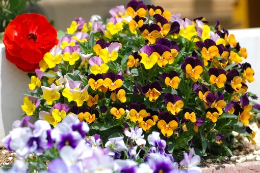 ＯＩＳＯの花